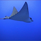 eagleray